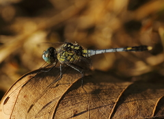 Diplacodes trivialis