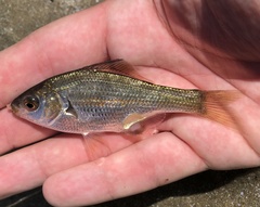 Reef Perch photo 1