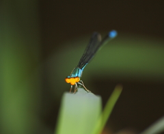 Pseudagrion rubriceps