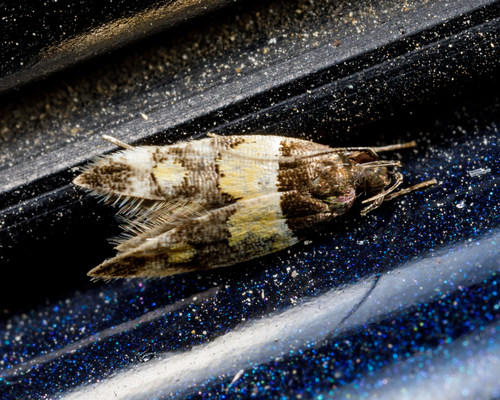 Orange-banded Triclonella
