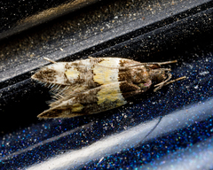 Triclonella determinatella