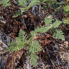 Chamaebatia foliolosa