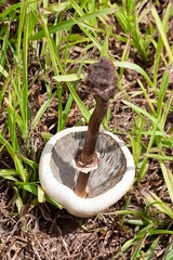 Chlorophyllum molybdites image