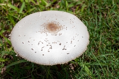 Chlorophyllum molybdites image