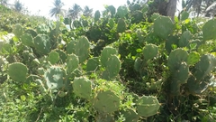 Opuntia stricta