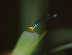 Pseudagrion rubriceps