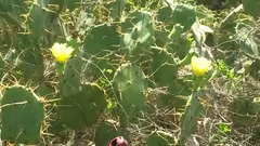 Opuntia stricta