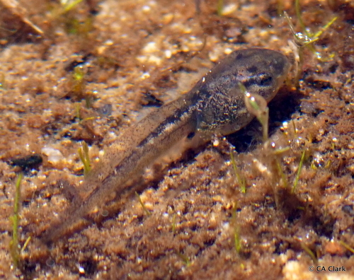 iNaturalist observation photo of Pacific chorus frog