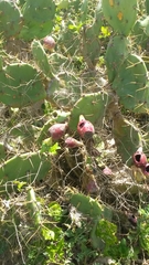 Opuntia stricta
