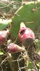 Opuntia stricta