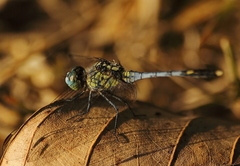 Diplacodes trivialis