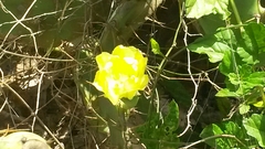 Opuntia stricta
