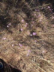 Lessingia leptoclada