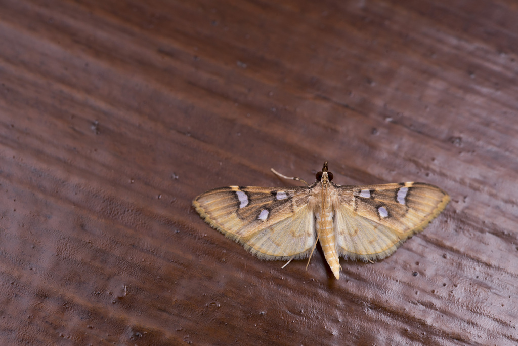 Cotachena brunnealis