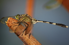 Orthetrum sabina
