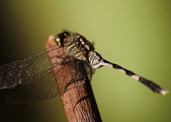 Orthetrum sabina