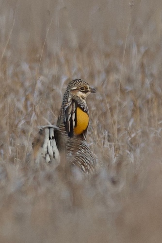 Greater Prairie-Chicken