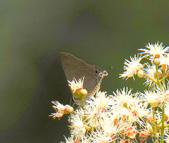 Deudorix staudingeri