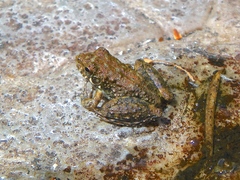 Litoria meiriana