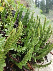 Polystichum lemmonii