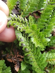 Polystichum lemmonii