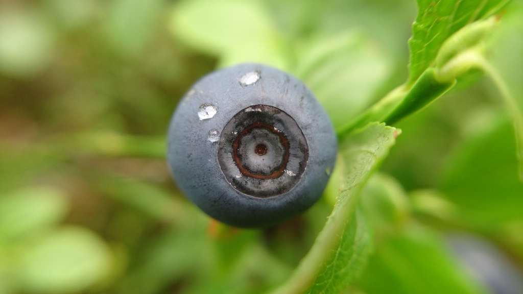 common bilberry (Flora And Fauna of Late Pleistocene EastCentral