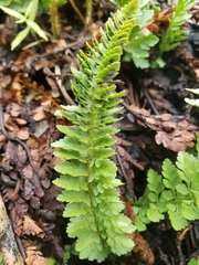 Polystichum lemmonii