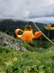 Lilium pardalinum wigginsii