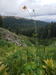Lilium pardalinum wigginsii