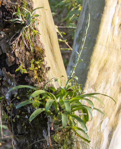 Tillandsia heterophylla, photograph 1