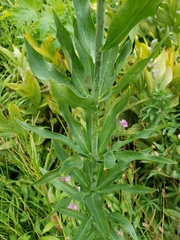 Lilium pardalinum wigginsii