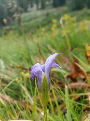 Gentianopsis simplex