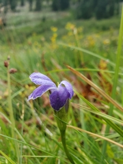 Gentianopsis simplex