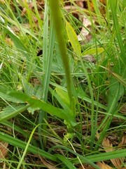 Gentianopsis simplex