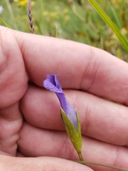 Gentianopsis simplex