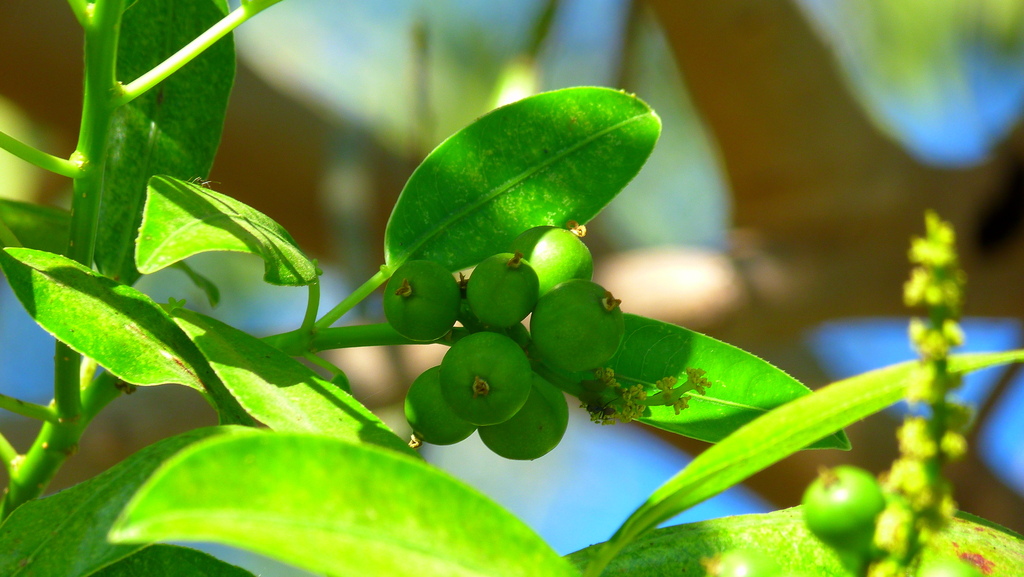 Sapium macrocarpum; photograph (c) nasua, some rights reserved (CC BY)