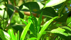 Sapium macrocarpum, photograph (c) nasua, some rights reserved (CC BY)