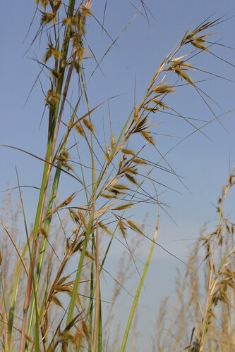 Themeda arundinacea