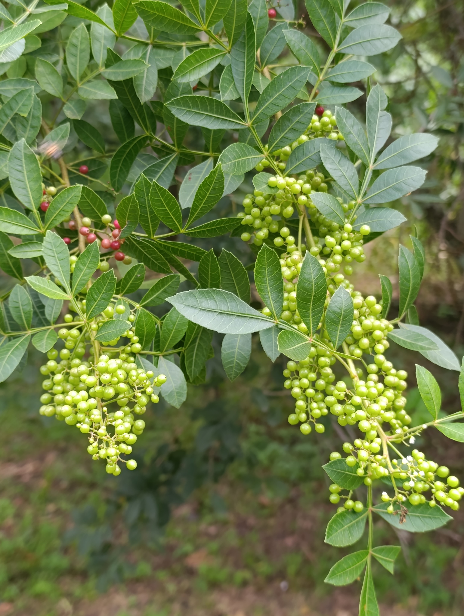 Schinus terebinthifolia