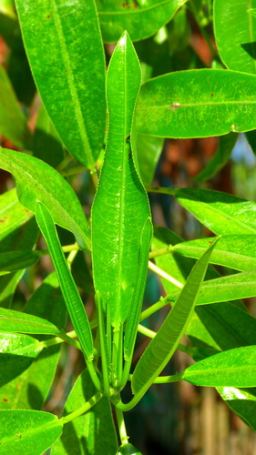 Sapium macrocarpum, photograph 5