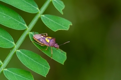Oebalus insularis
