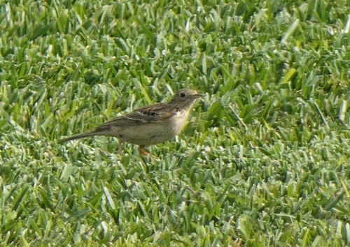 Sprague's Pipit (Anthus spragueii)