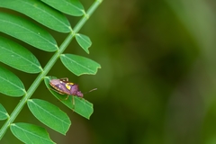 Oebalus insularis