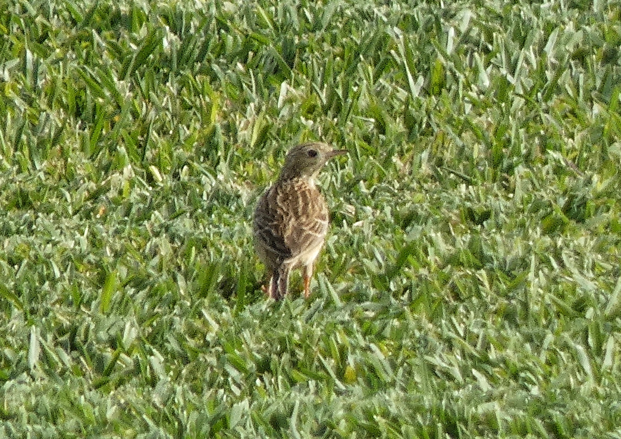 Sprague's Pipit (Anthus spragueii), photo 2