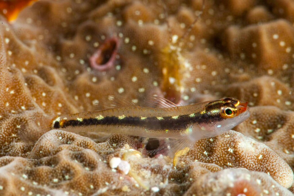 Sebree's Pygmy-Goby