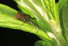 Curculio dentipes