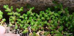 Selaginella watsonii