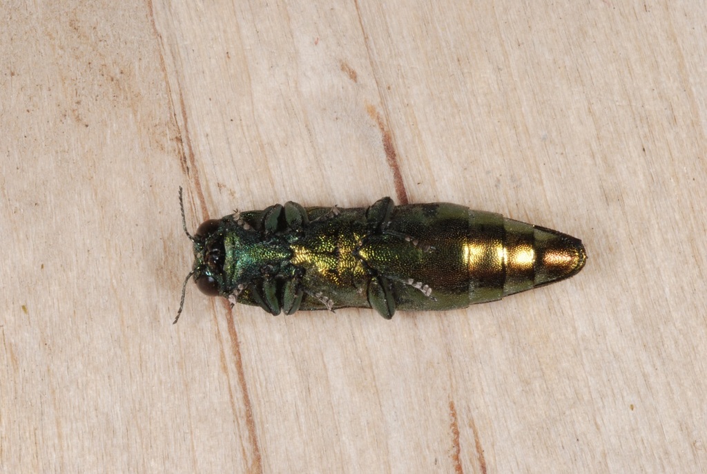 Emerald Ash Borer