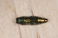 Emerald Ash Borer