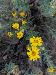 Heterotheca zionensis
